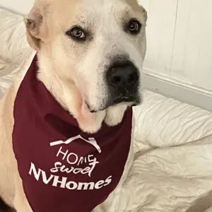 NVHomes Dog Bandana